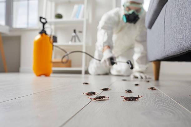 Post-Treatment Bed Bug Interceptor Monitoring in Luck